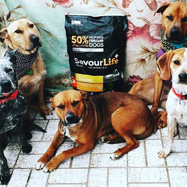 Tick Tok Tick Tok⏱⏱⏱ just over 12 hours to go for you to help feed our dogs so it is not too late to help🙏🤞🐶🐶🐶 How do you do this? ...easy peasy😊

FROM NOW UNTIL MIDNIGHT TONIGHT FRIDAY 30TH AUGUST BUY ONE 2.5KG BAG, WE'LL GET TWO  BAGS DONATED