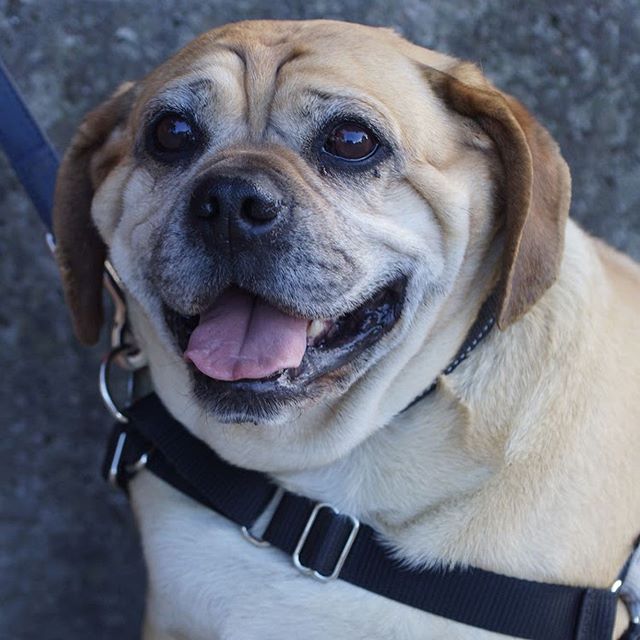 Suby is looking for love 💕 
He is a medium Pug x Beagle mix. Suby is a big boy as his previous overdoes him ☹️ - he needs to lose at least 10 kgs so a family who can help him with his diet and exercise regime would be great. Suby has the best featur