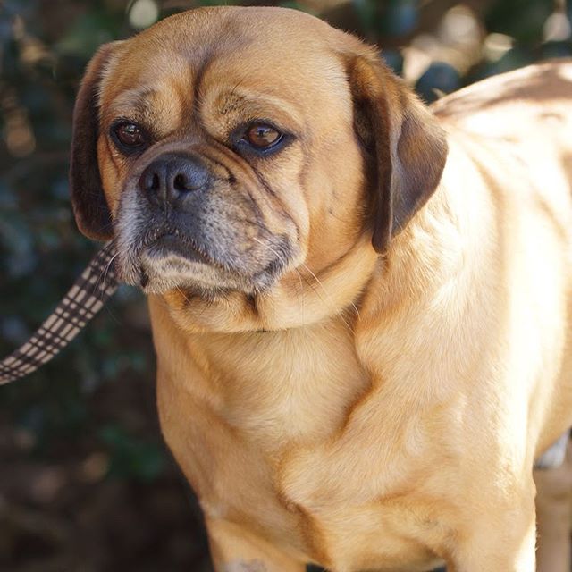 Say hello to Rex!
Rex is a 6 year old, pug x beagle, and has had a traumatic time being separated from his home and his big brother. Because he is used to being with another dog, he must now be rehomed with another friendly pooch who he can spend tim
