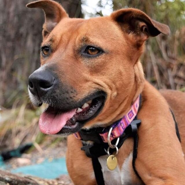 Meet Clover! She has the warmest personality 🥰
Clover is a sweet and loving 5 year old, cross breed- she would sit on your head if allowed! Clover needs a home where she is included in family life, sitting with you when watching the TV, laying at yo