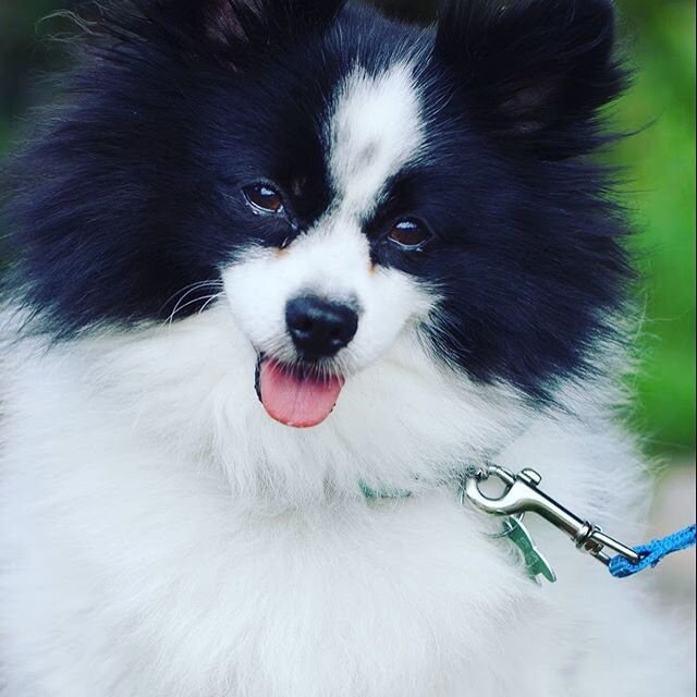 Meet Toby! Look at this handsome Papillon cross boy! On Valentine's Day Toby will be 7 - we hope that he may be celebrating with his new loving family!! SAS rehomed Toby 6 years ago to a lovely home but unfortunately she recently passed away very sud