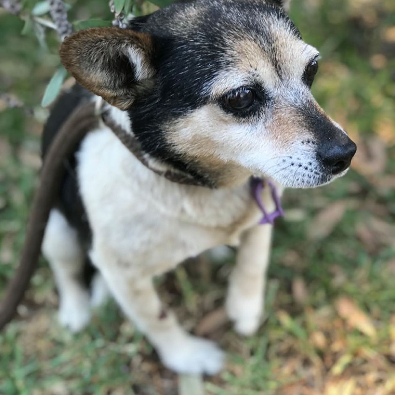 UPDATE ON THE LOVELY LITTLE FLORENCE🐶💜 We need your help please🙏💜 We introduced you to sweet little Florence over the weekend and she has settled into her foster home💞
As you can now see Florence has several very large mammary tumours😞

The new