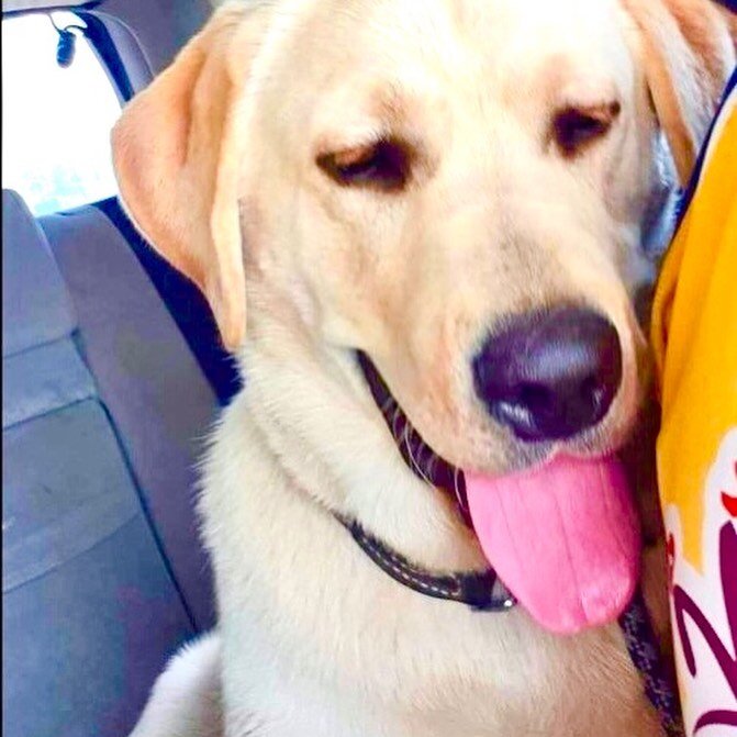 URGENT CARER NEEDED:
Can anyone foster this very handsome and lovable 8 month old labrador called Buddy. It may only be for a week. He gets on well with children, other dogs and is an all-round friendly dog. If you can help please email us urgently a