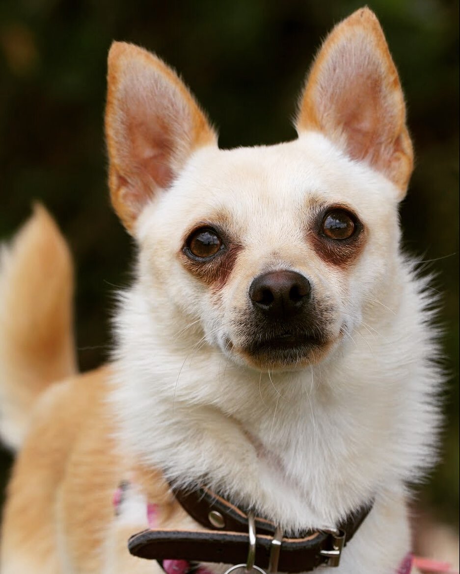 Meet our adorable Chilli (a small chihuahua) Chilli is a sweet loving boy! He is a very lovable 1 year old and loves nothing more than sitting on your lap and sleeping as near to you as possible! He walks well on lead and is great with all size dogs.