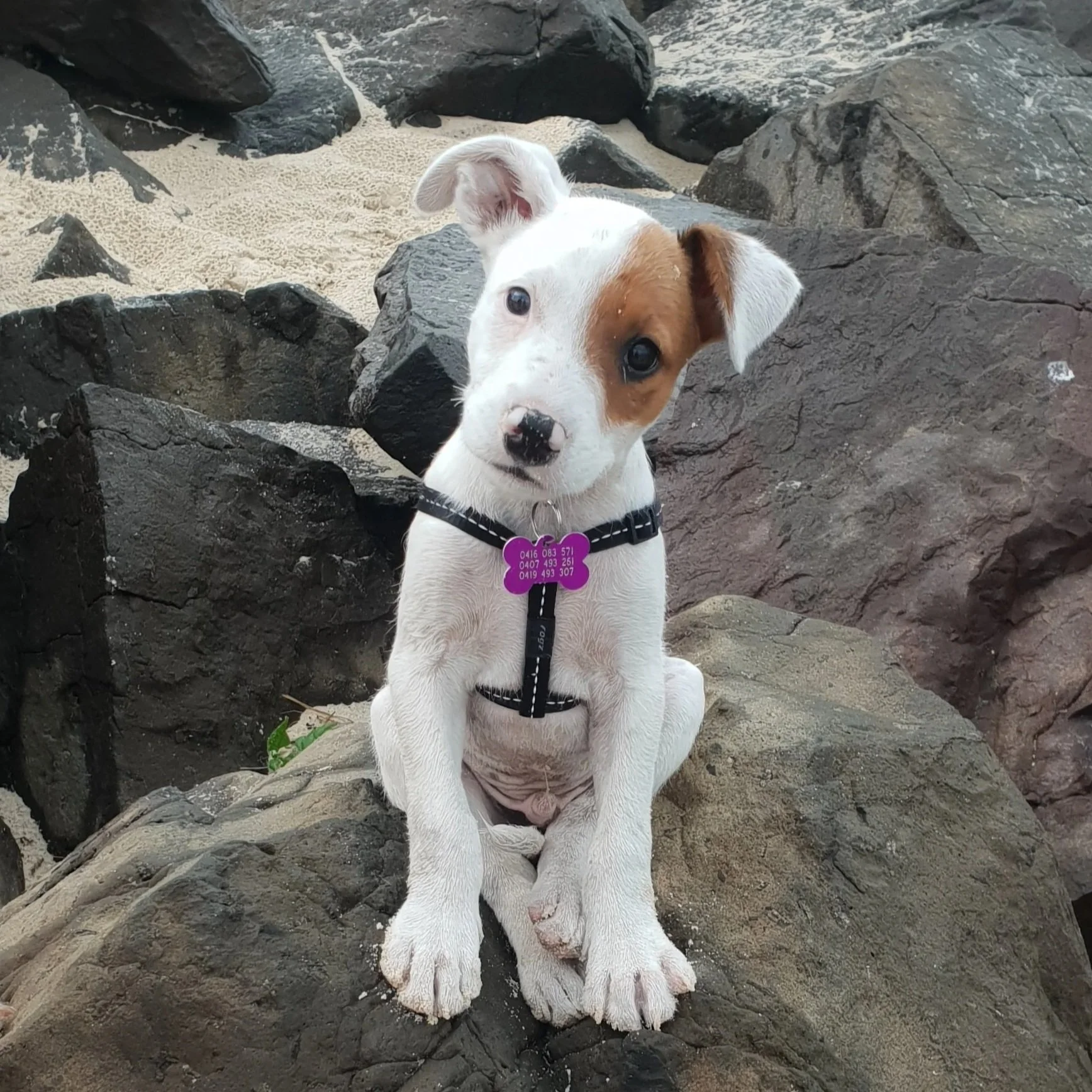 Good+photo+brown+and+white+pup+on+beach.jpg