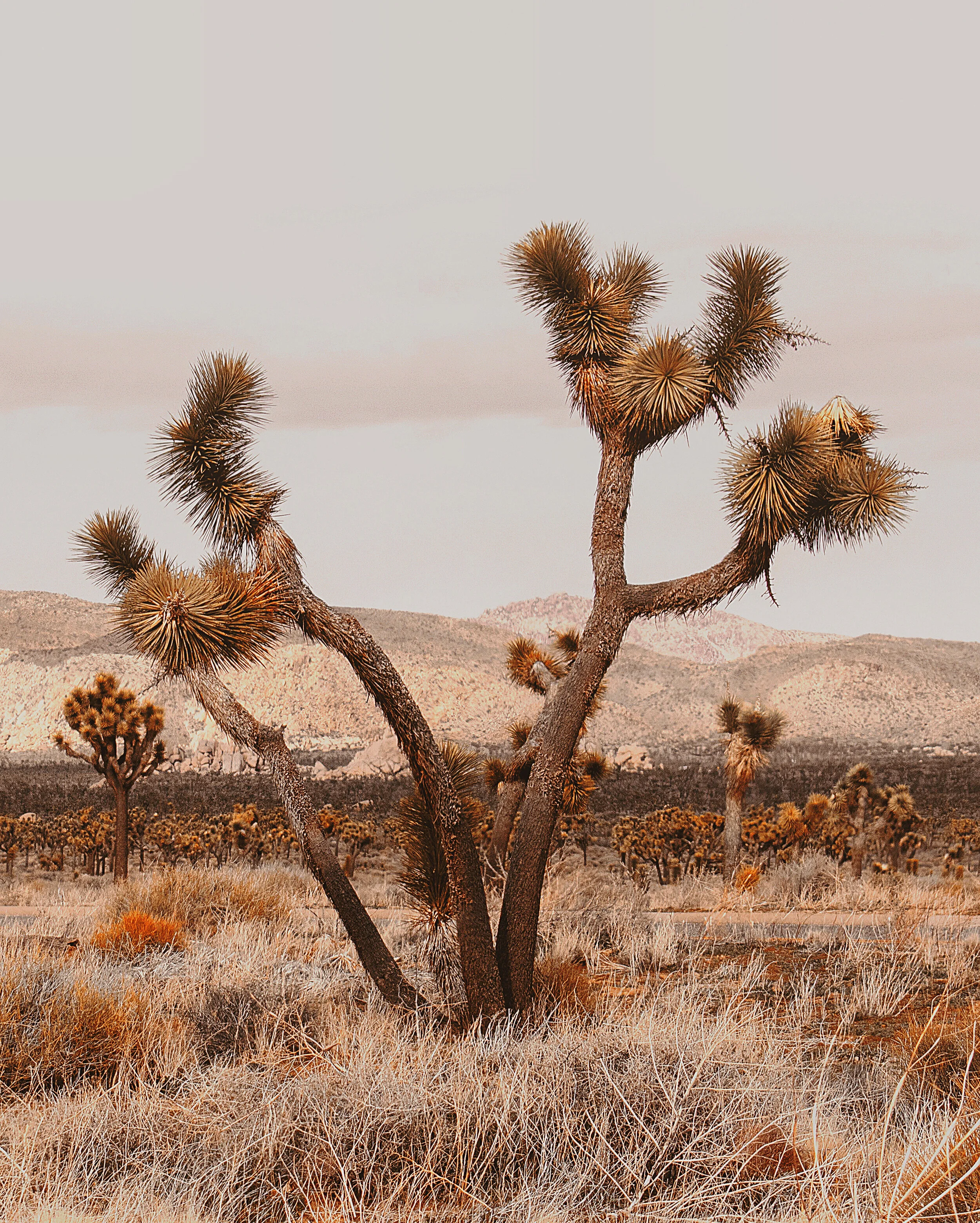 We, the Cacti