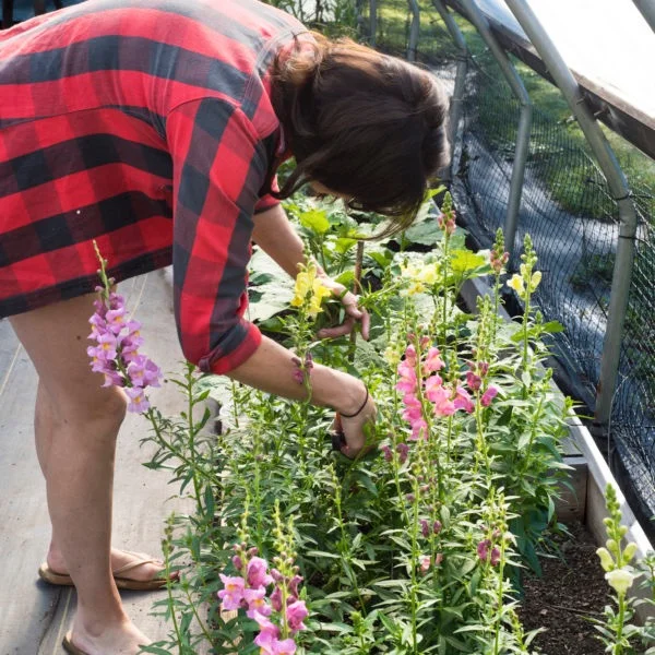starting your flower garden