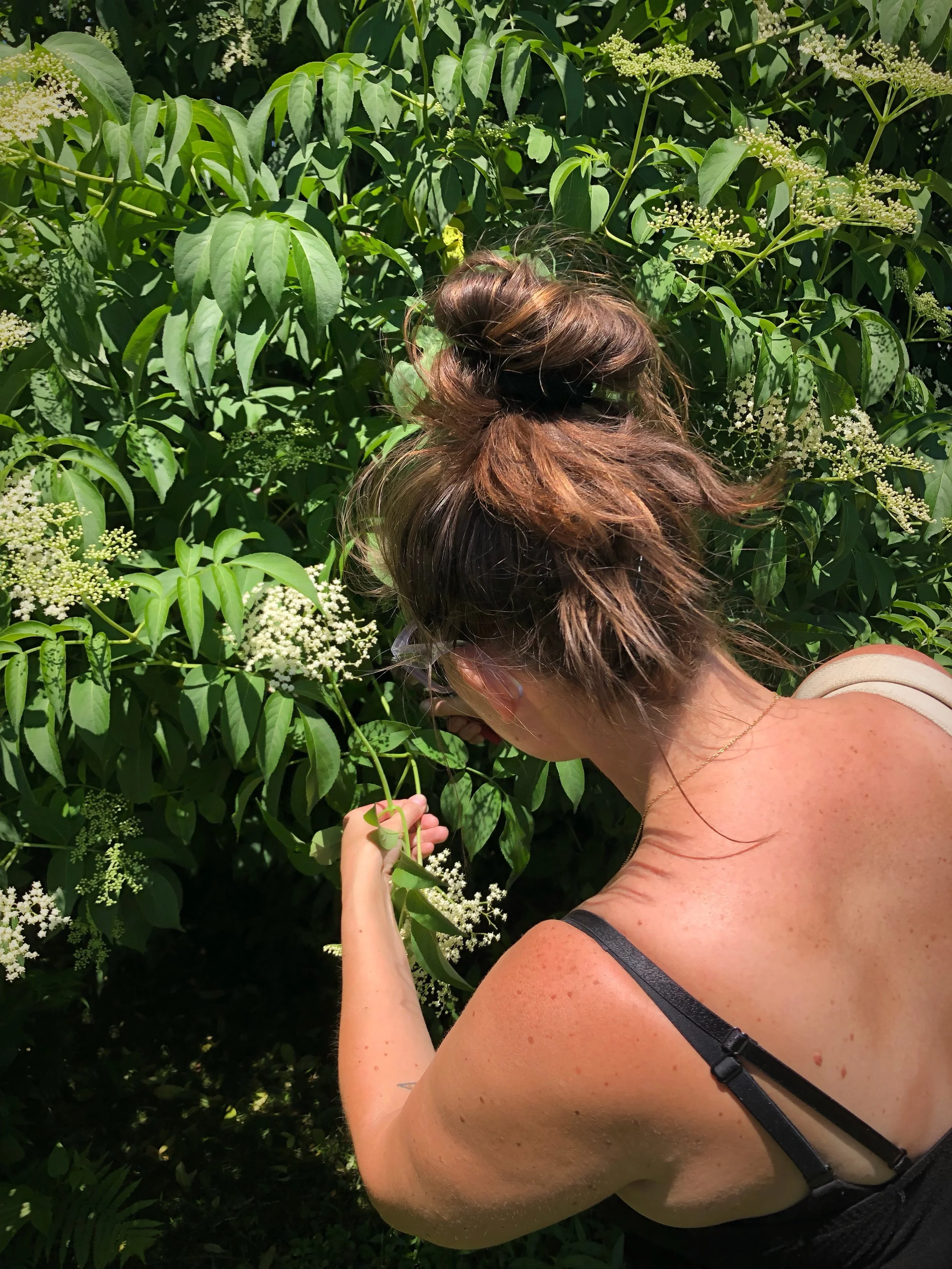 Foraging for Elderberry Blossoms