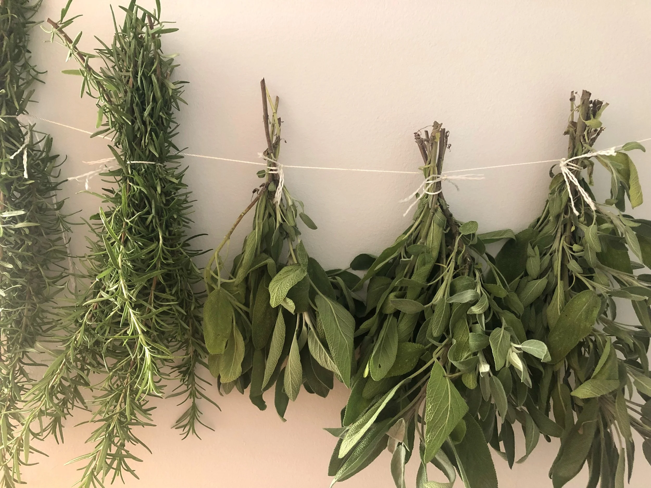 Growing Herbs Indoor