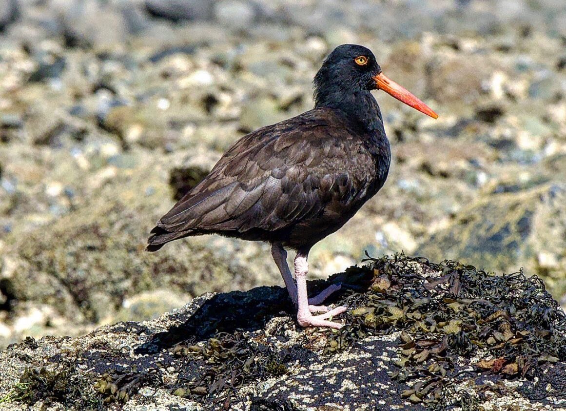 Black Oystercatcher
Haematopus bachmani

Among the mussel, oyster and barnacle covered intertidal zone of the Salish Sea lives the Black Oystercatcher. They feast in the intertidal, using their long beaks to quickly break the muscles of unsuspecting 