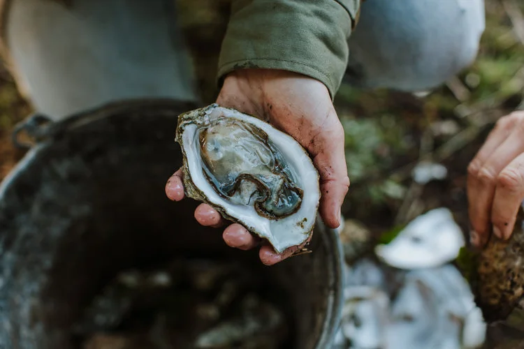 OYSTERS2.jpg