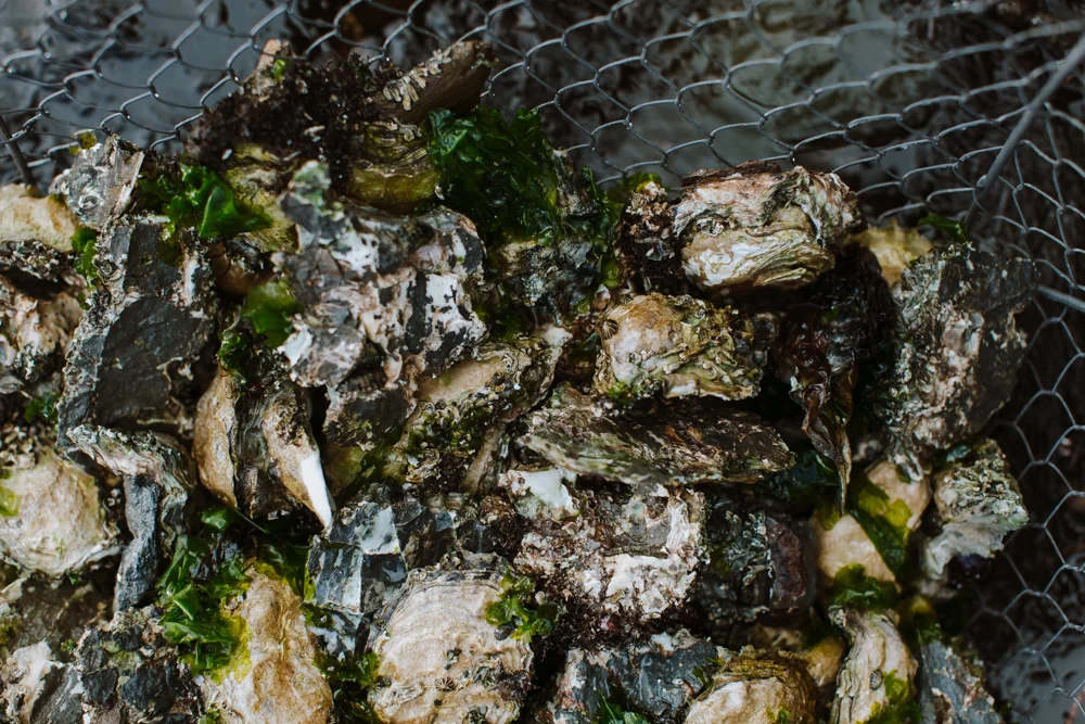 OYSTERS4.jpg