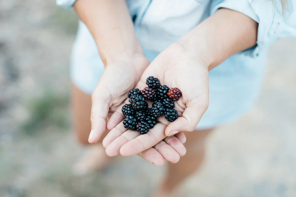 a1b60c0bc3704b9a0e2421355862926af8c0df2a_recipe-food-creamy-overnight-oats-roadside-berries-picking-raw-berries-hands-palms.jpg