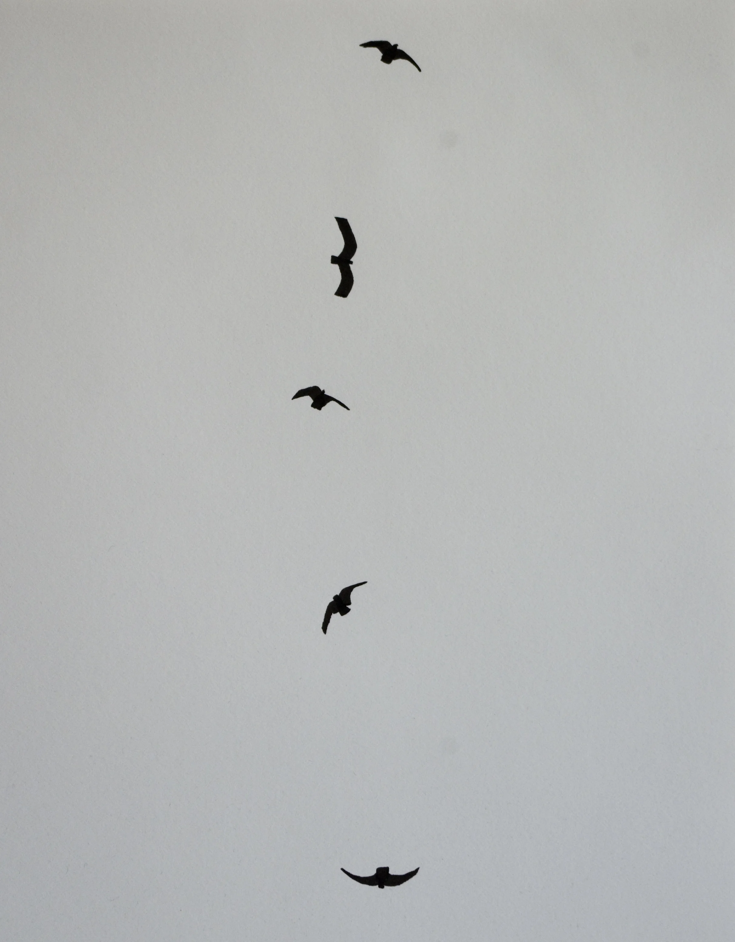 2012 9x12 crows in line.jpg