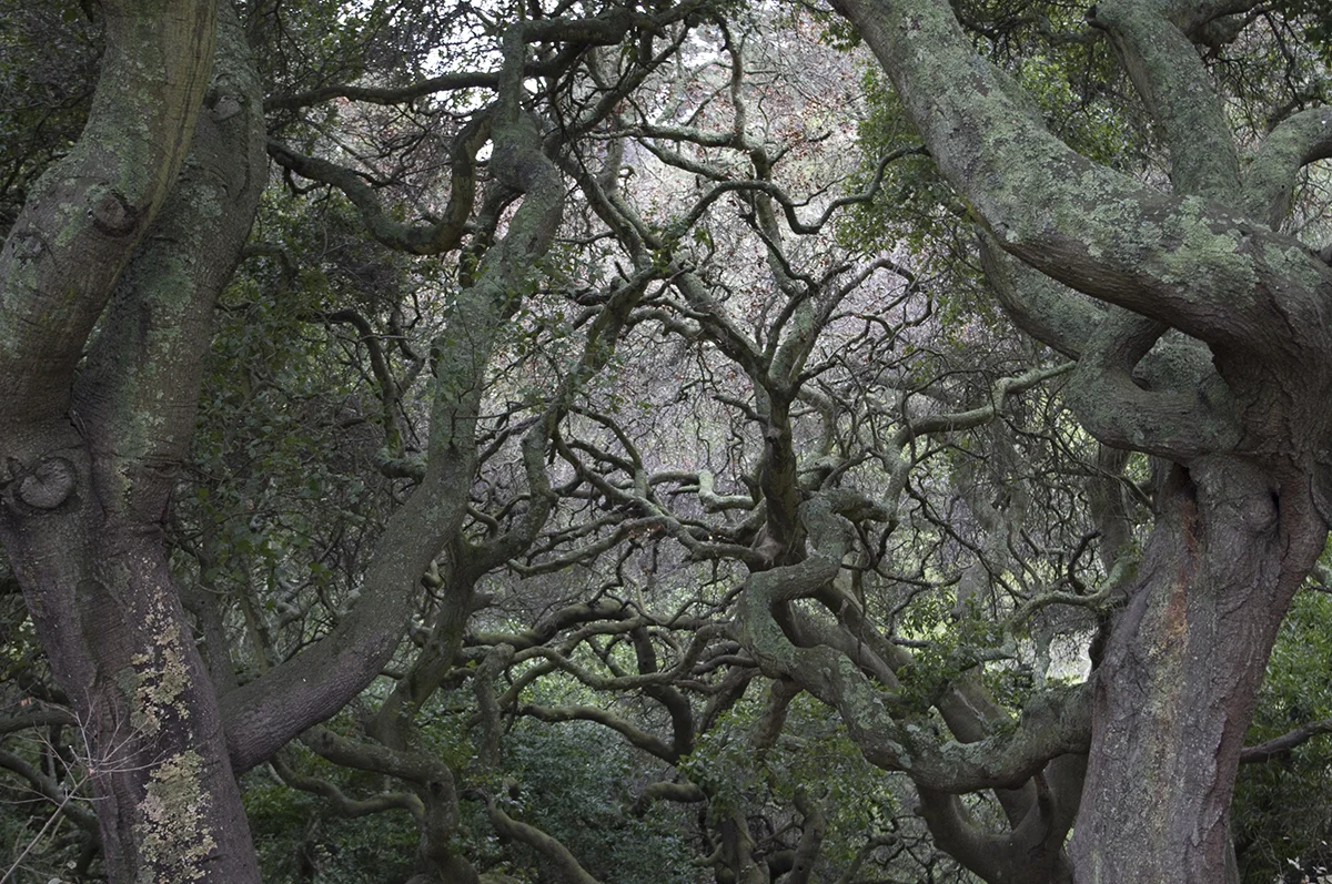 Oakwood