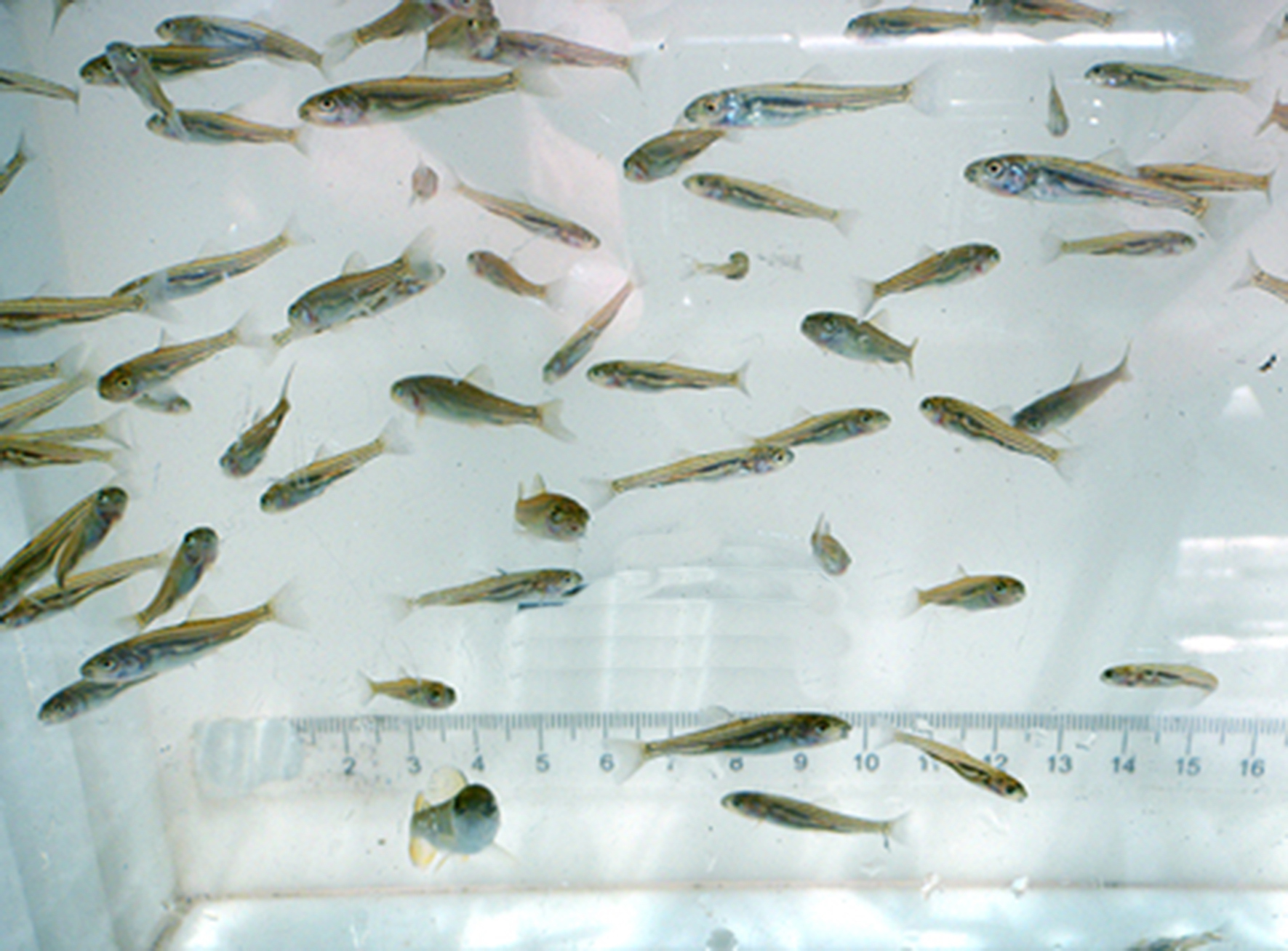 Suckers Fishbio.jpg