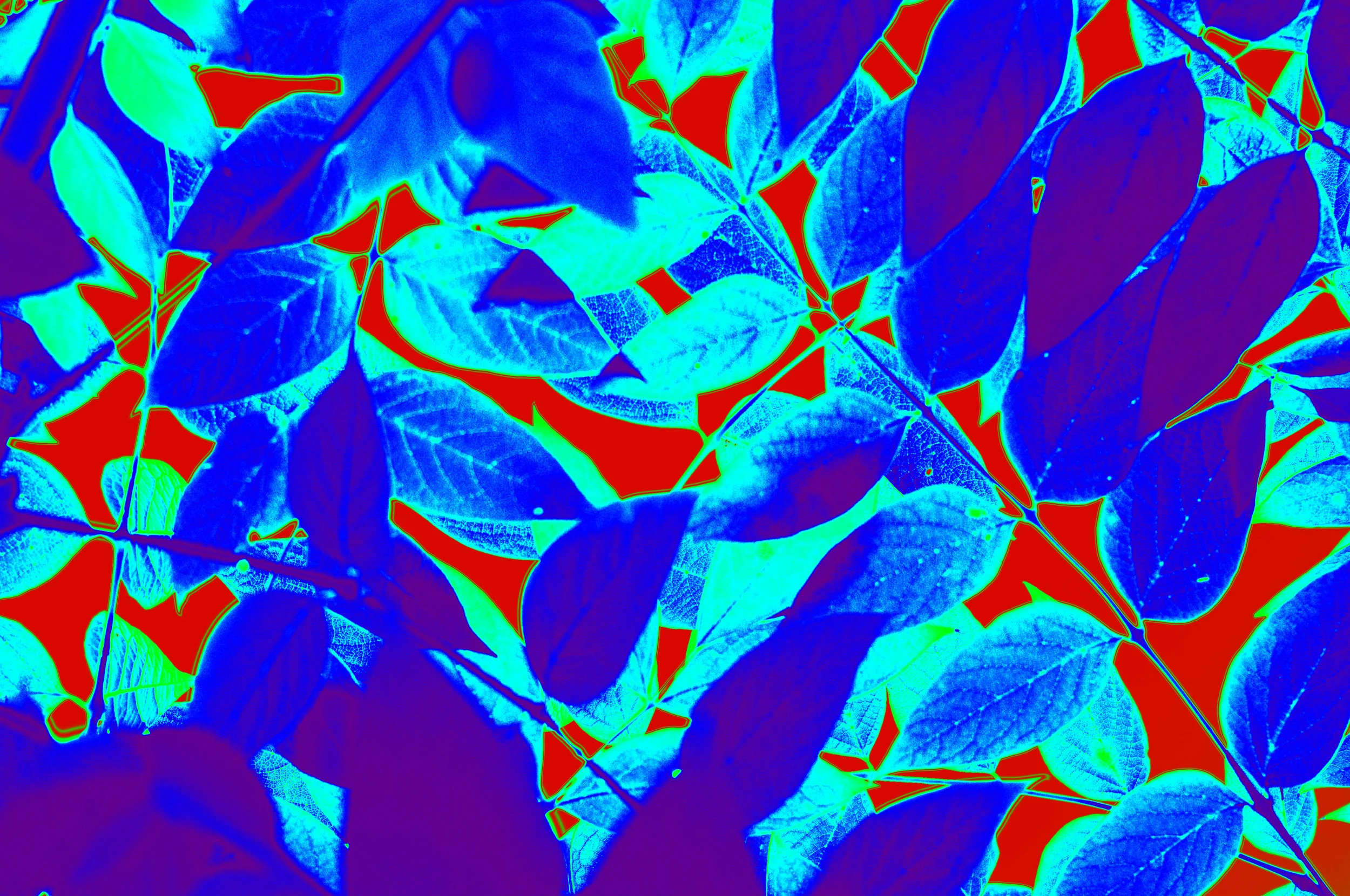 IMGP5202redblue state1.jpg