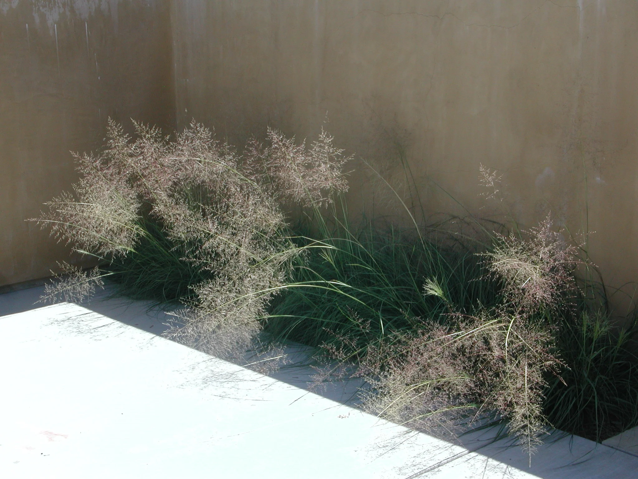 Sporobolus arioides2.JPG