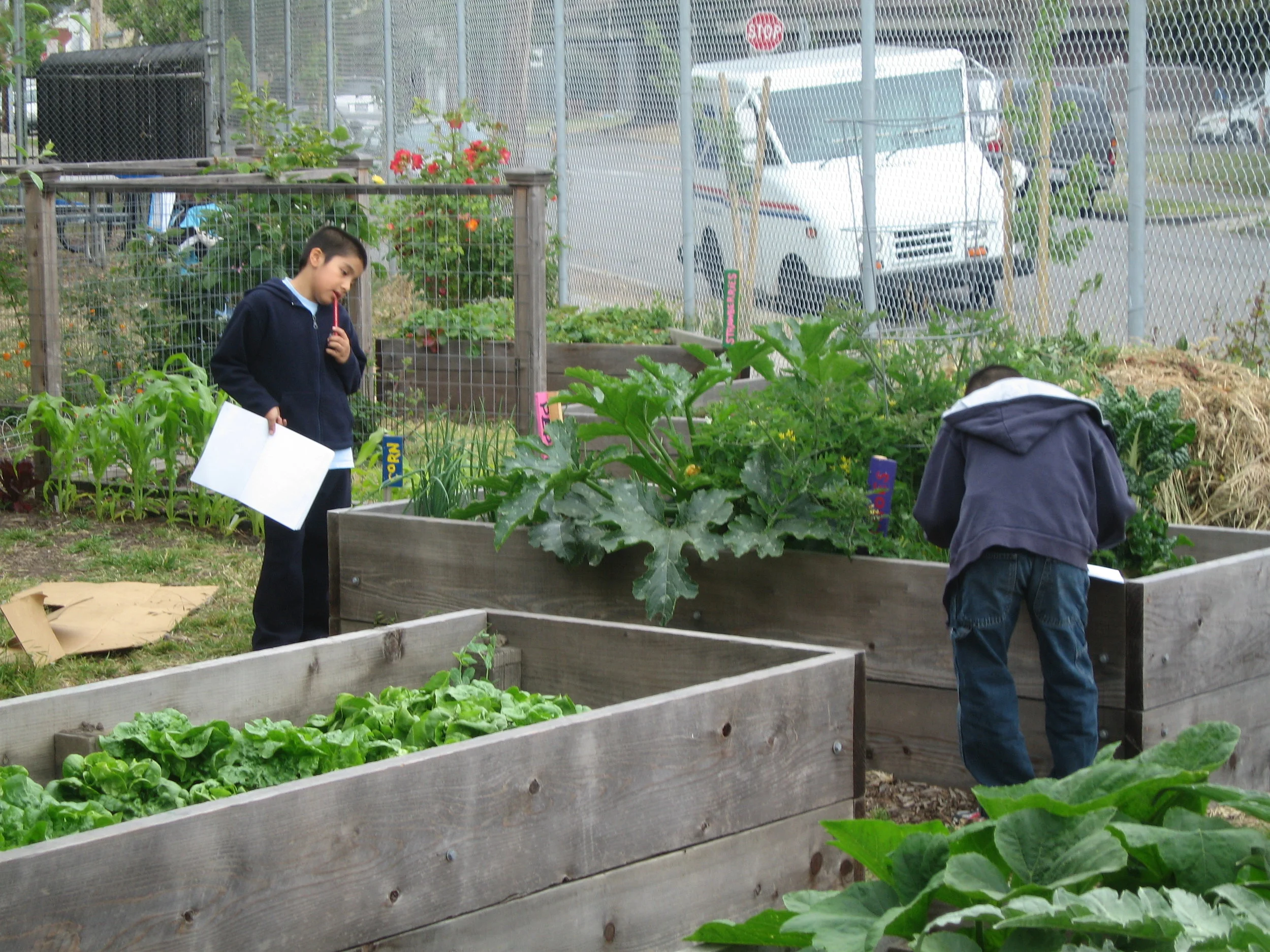 the school garden at New Highland Elementary, Oakland