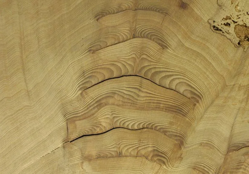 Fire scars in a giant sequoia
