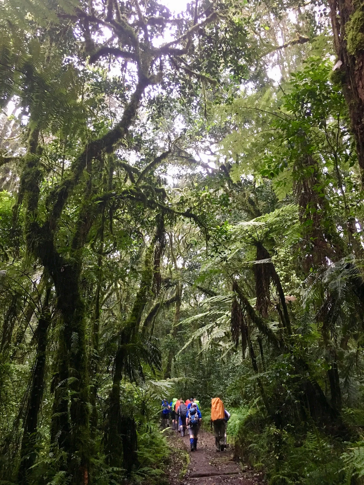 Day 6: Ascend to Machame Camp