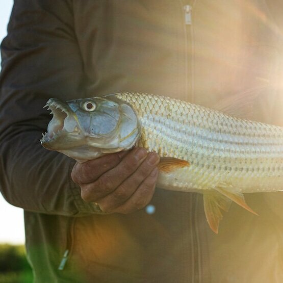 Ichingo-Chobe-River-Lodge-Gallery-Lightbox-Slide-8-1110-x-550.jpg