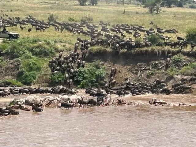 Day 13: Safari Day 2