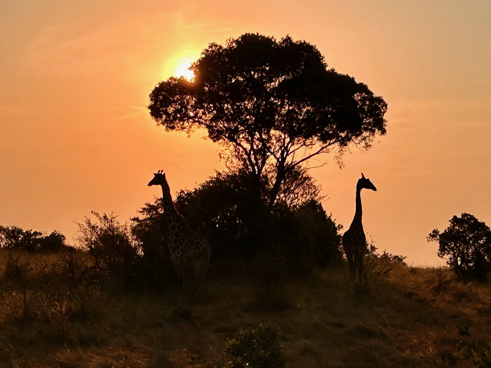 Day 14: Safari Day 3