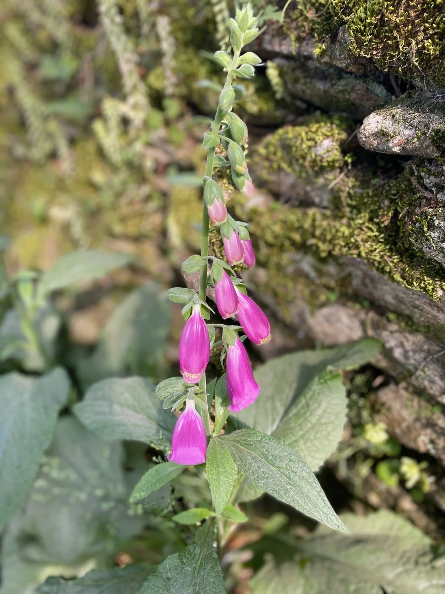 Day 6: Arzua to Amenal