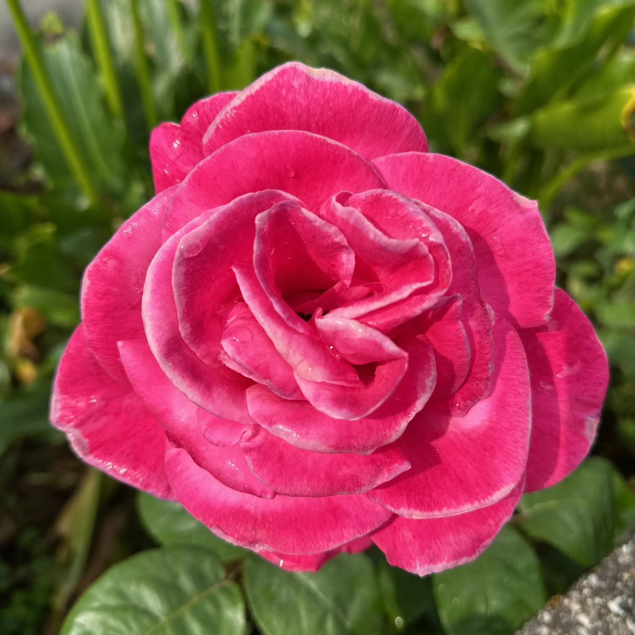 Day 8: Porto, Portugal