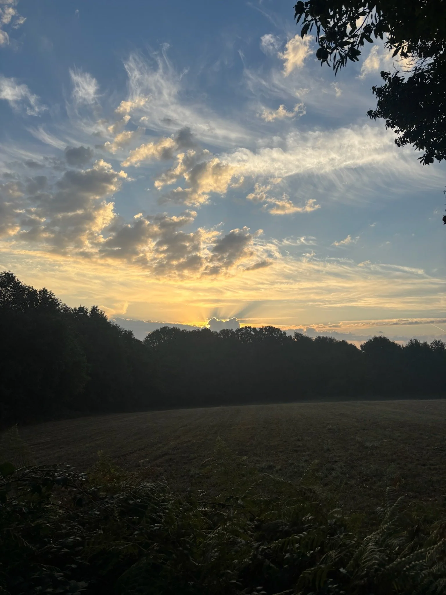 IMG_2282.jpeg