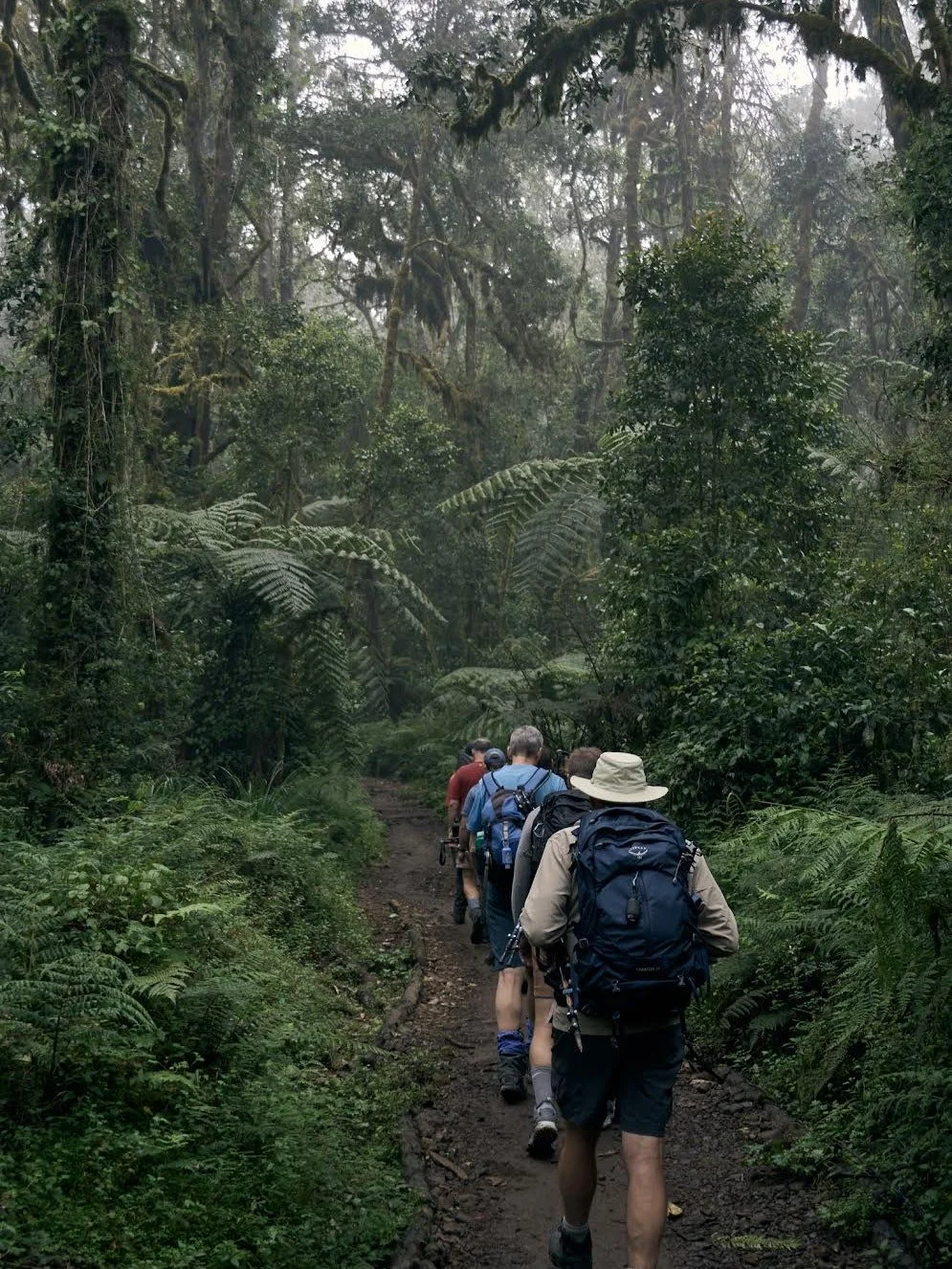 From the rainforest 🌳 to the snow-capped peaks 🏔️ – Kilimanjaro is an incredible journey through five different climate zones.