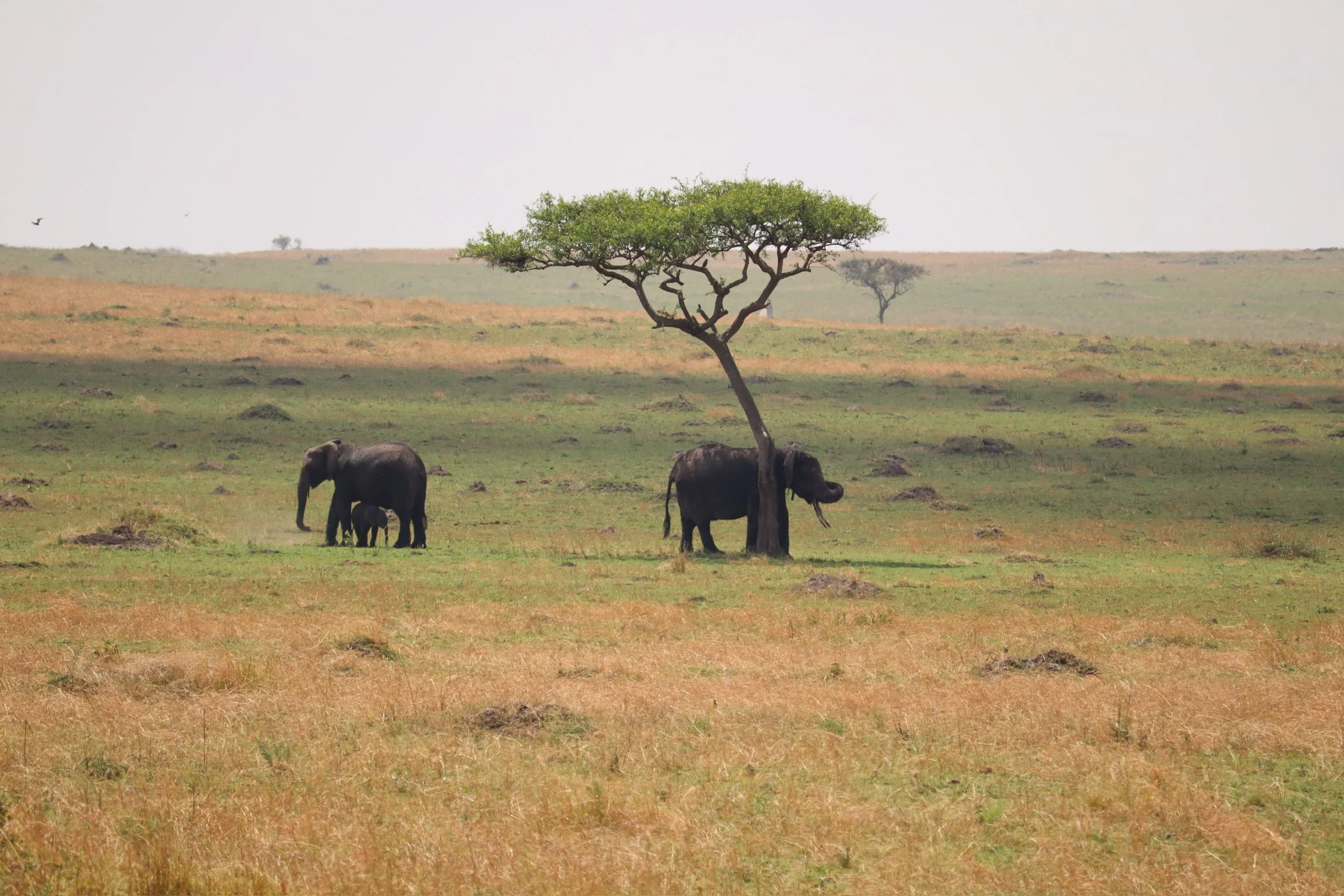 Day 11 - Safari 