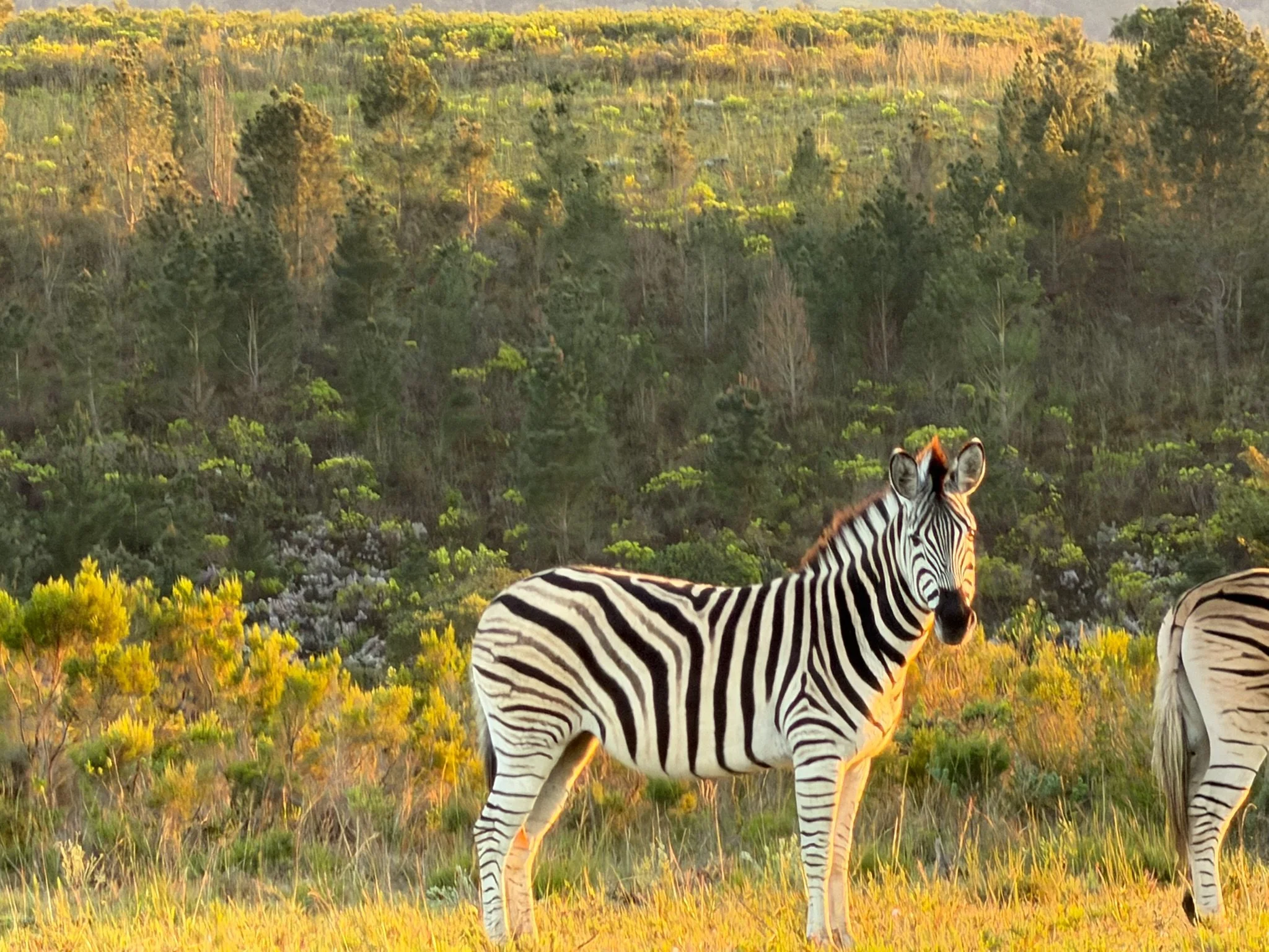 Day 9 - Safari
