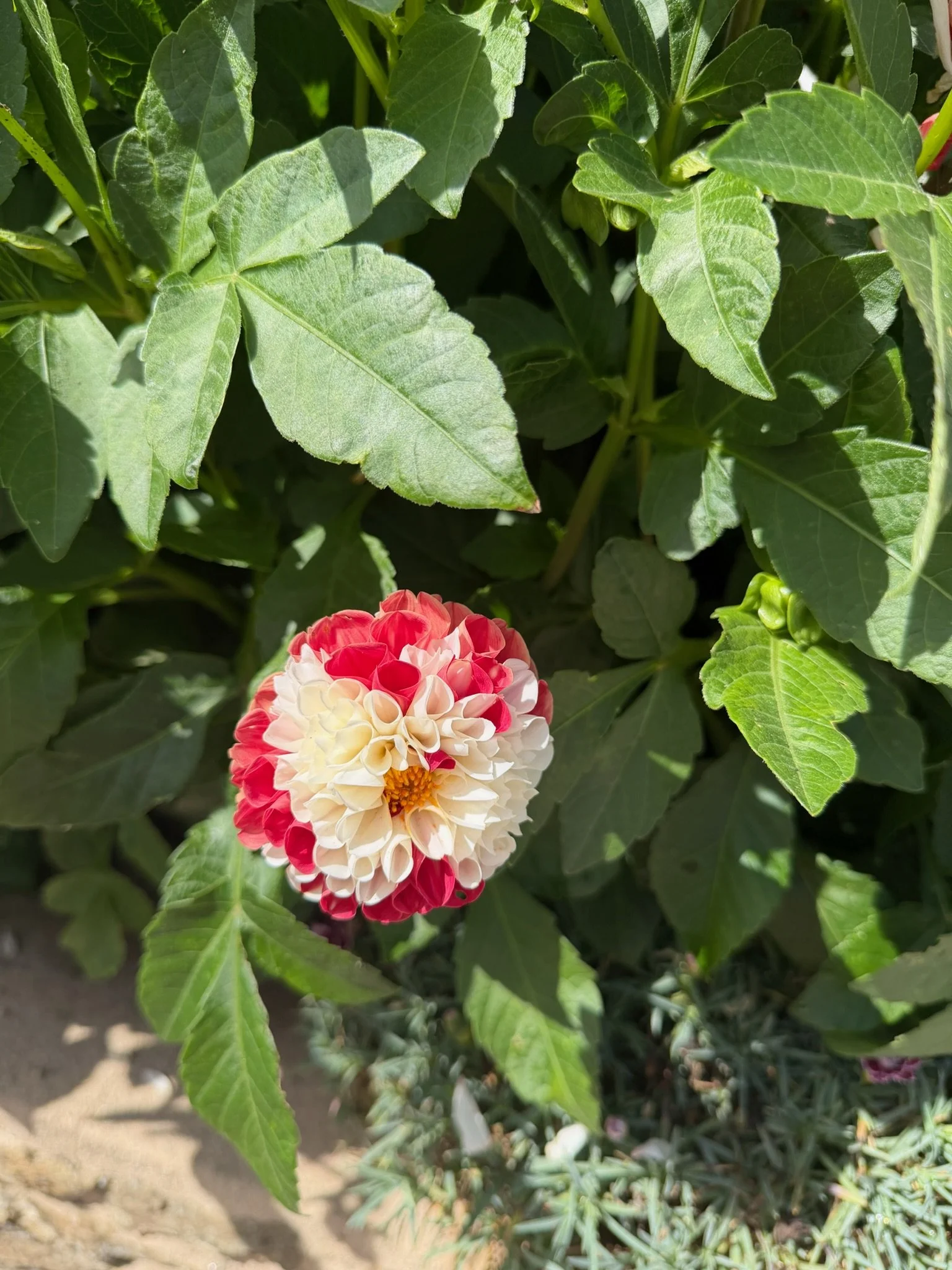 IMG_5729.jpeg
