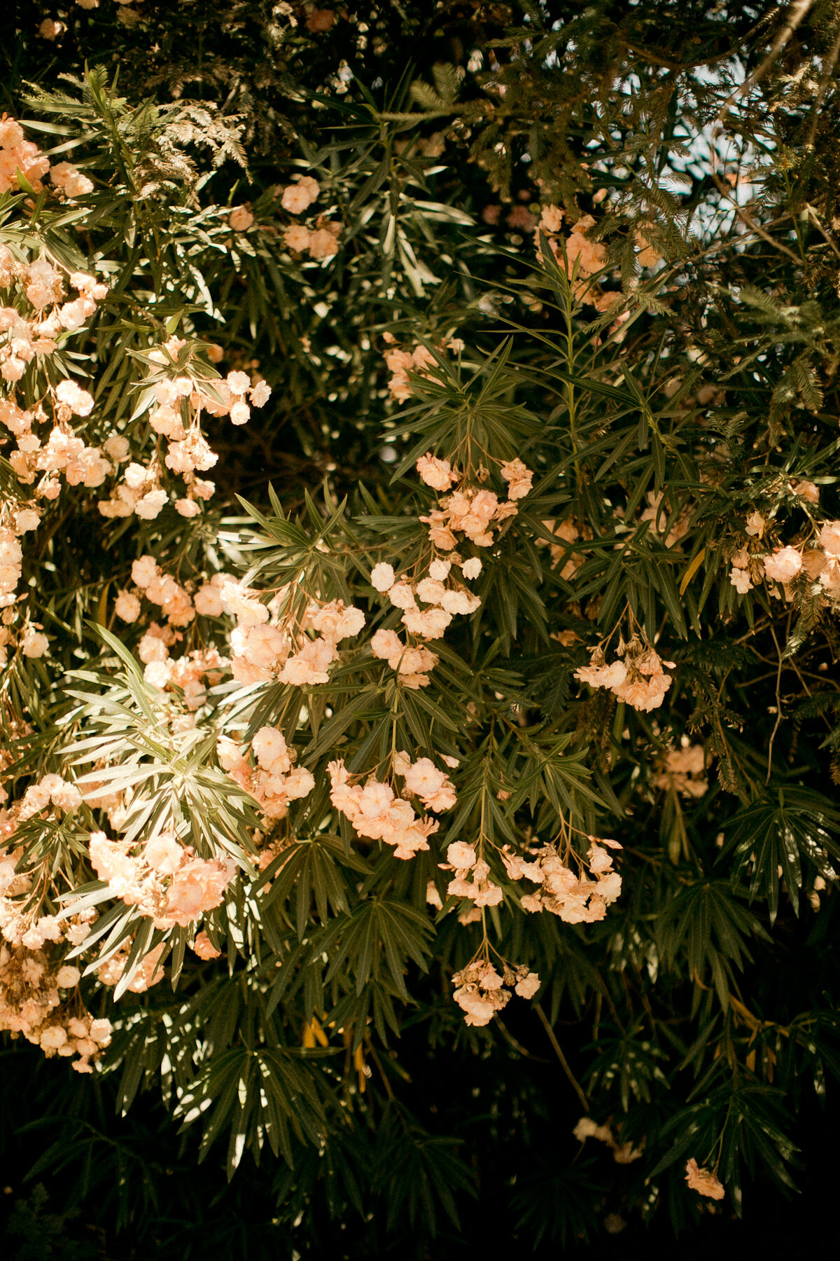 Backyard bushes. Ordinary beauty.