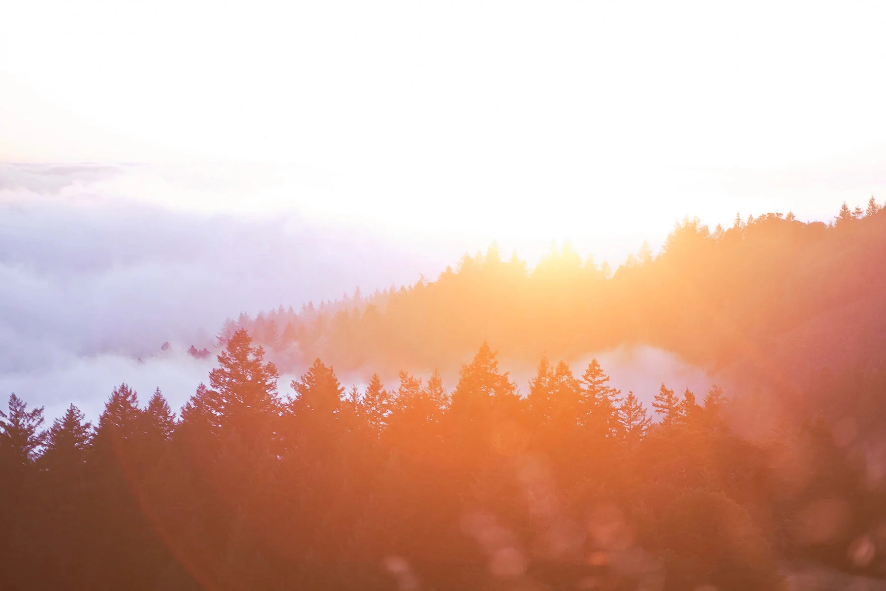 Dreamy Mount Tamalpais at sunset.