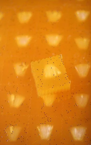 4894236518_231f8f3eae.jpg