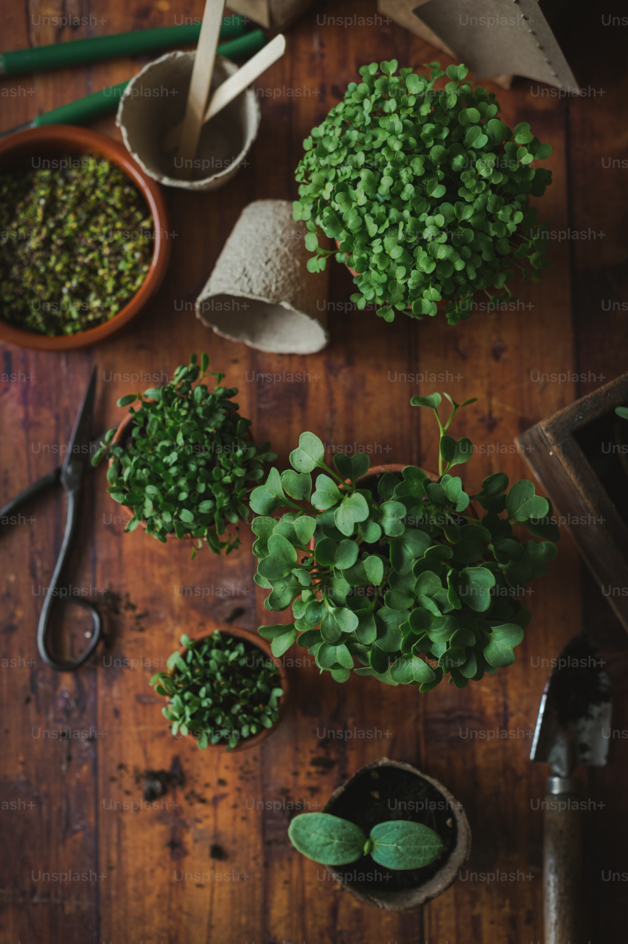 Herbal Formula for Empaths and HSPs - Coming Soon!