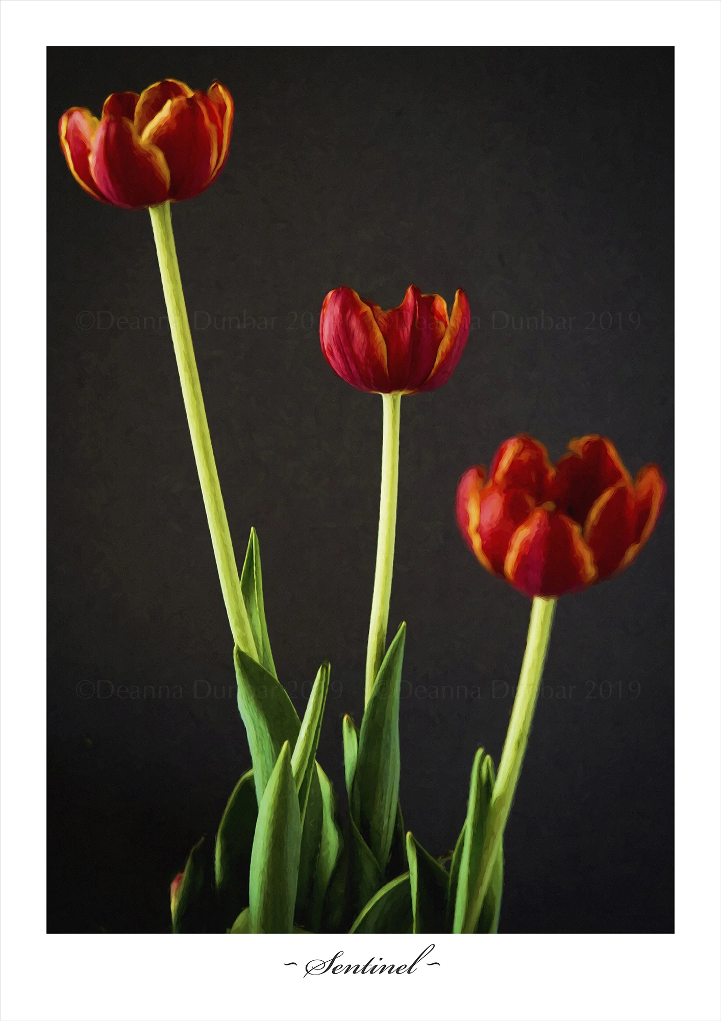 DSC_9246 Tulip-2000px-©DeanaDunbar.jpg