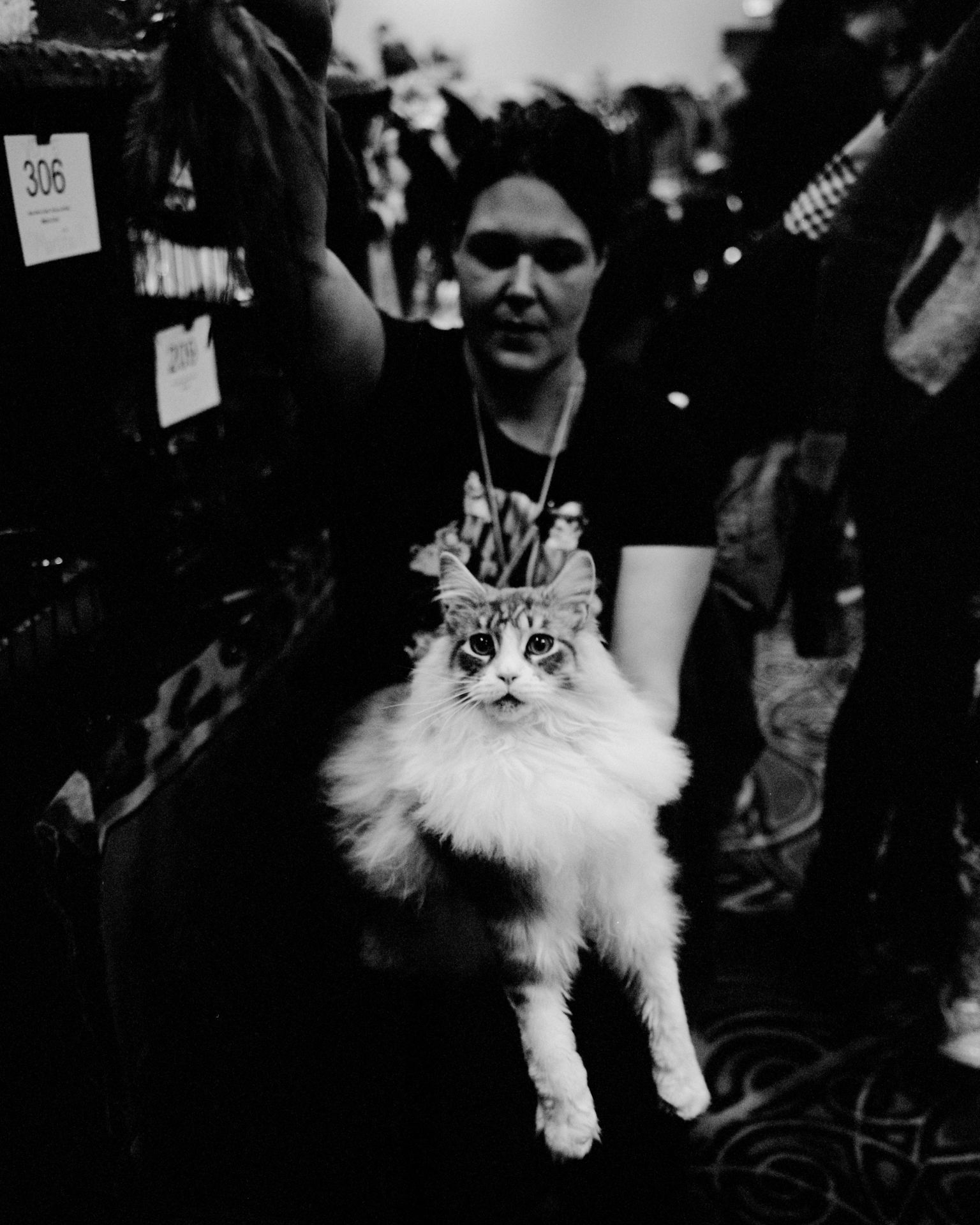 mpiepenbrink-pdx-catshow-8.jpg