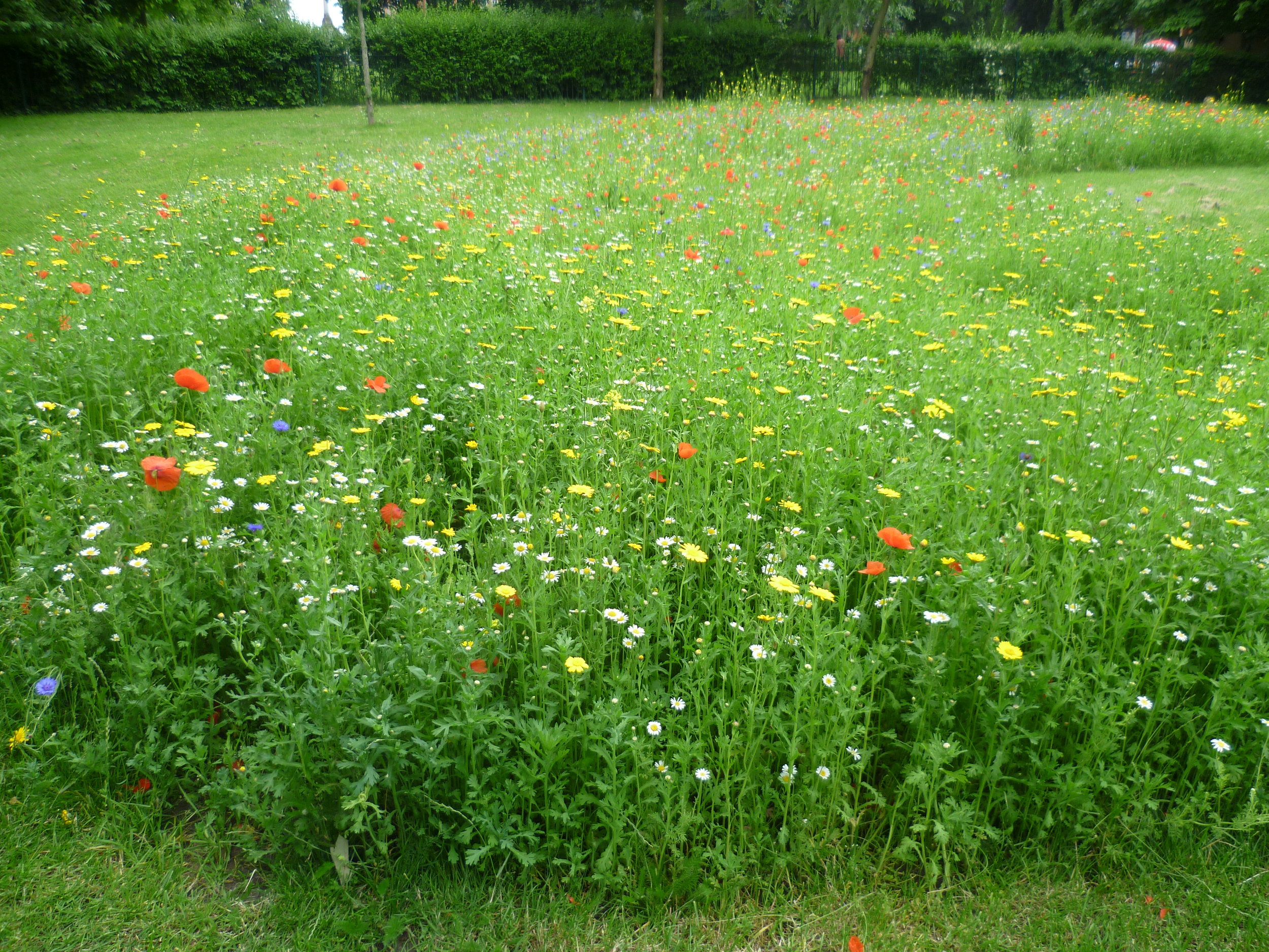 Wildflower_meadow_in_Manor_Park_(geograph_3015142).jpg