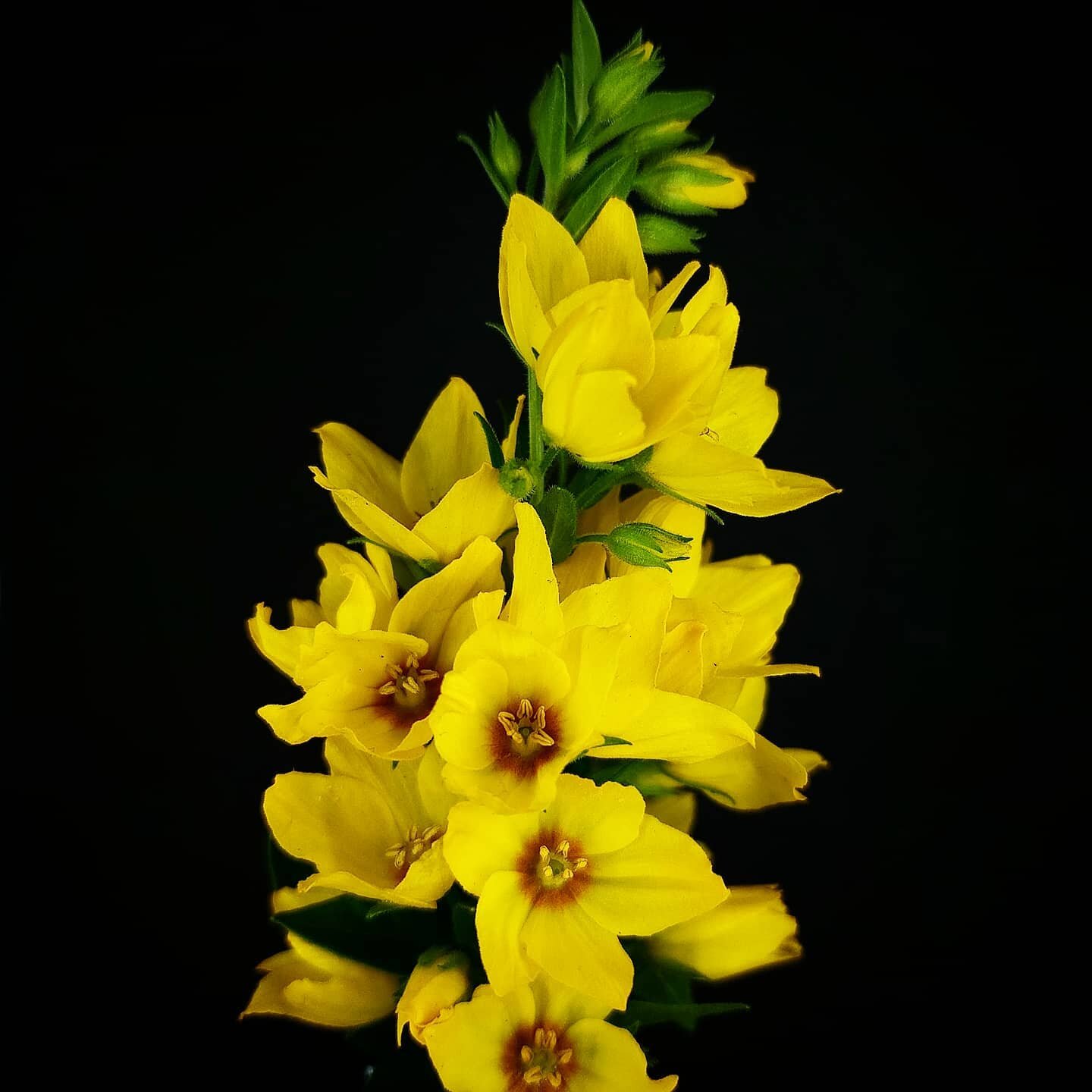 LYSIMACHIA PUNCTATA
The large yellow loosestrife is in full bloom around town.
#Largeloosestrife #fargerfredl&oslash;s #gilbweiderich
.
.
.
#bergenbotany #urbanflowers #bergenblomster&nbsp; #v&aring;r #blomster #bloom #flowers #flower #bl&uuml;te #sp