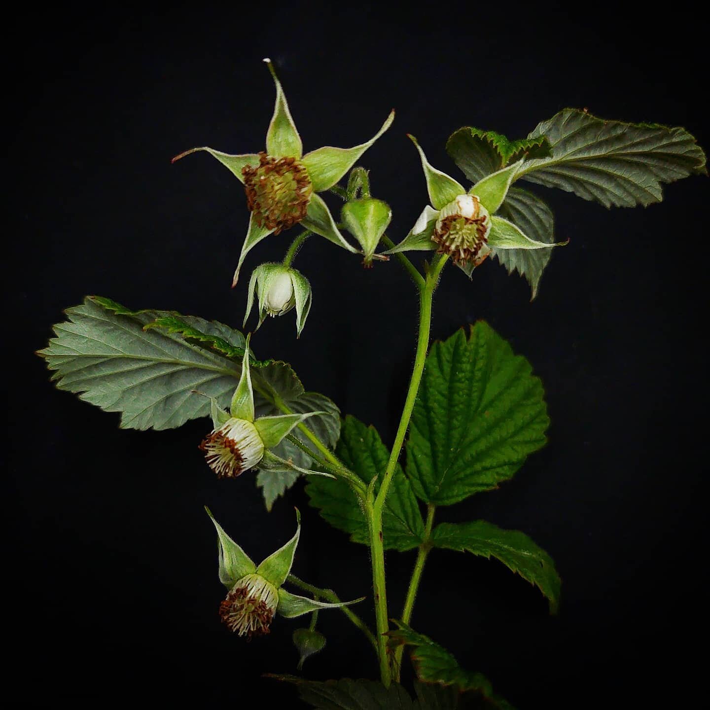 RUBUS IDAEUS
Thats the one all the norwegian beekeepers have been waiting for 🐝🐝🐝
#bringeb&aelig;r #raspberry #himbeere
.
.
.
#bergenbotany #urbanflowers #bergenblomster&nbsp; #v&aring;r #blomster #bloom #flowers #flower #bl&uuml;te #spring #berge