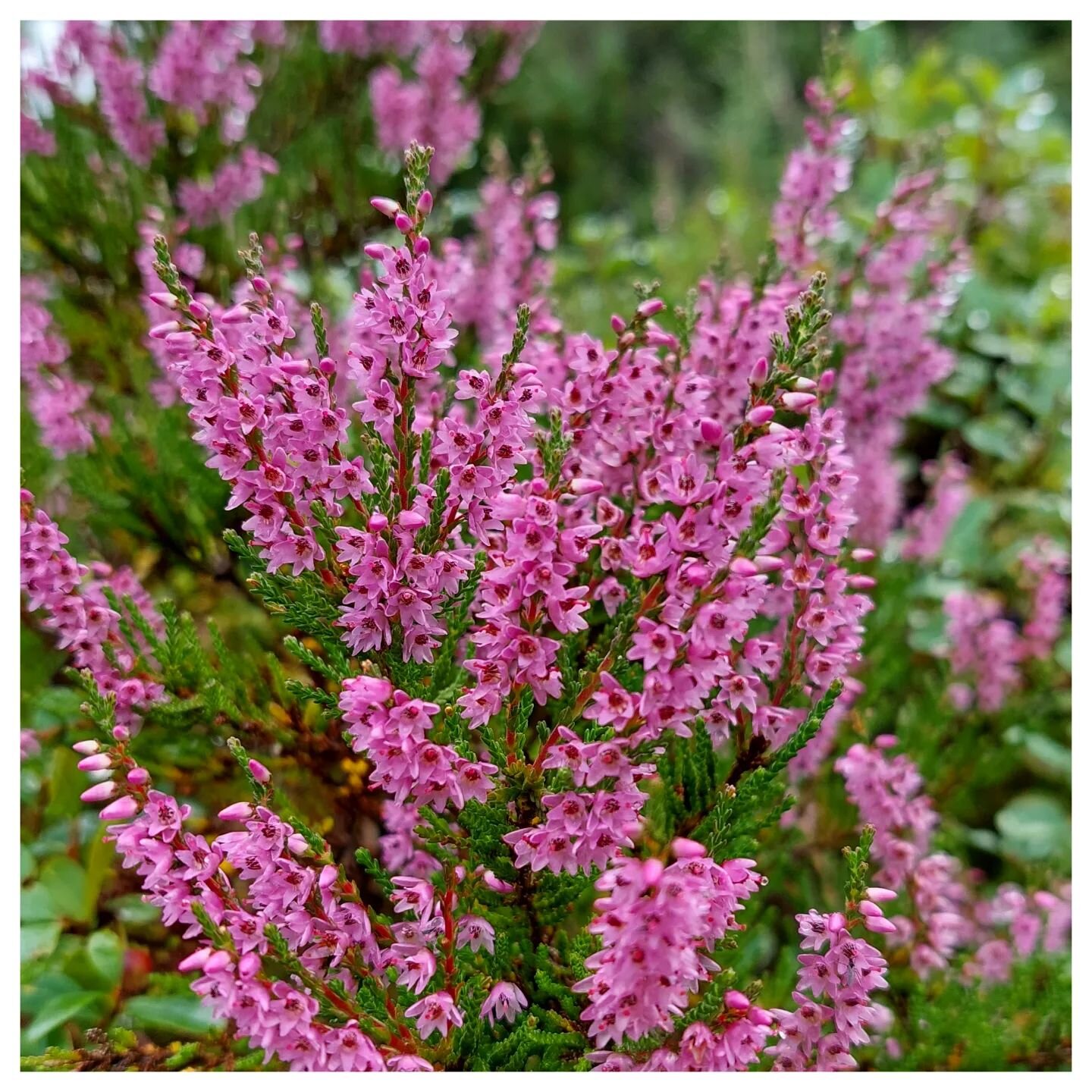 20&deg;C 🌥
Most norwegian beekeepers migrate to coastal or mountaineous heathlands in late summer. The heather bloom starts in juli and can last all the way to september, providing a late summer flow if the weather permits. Next to the june wild ras