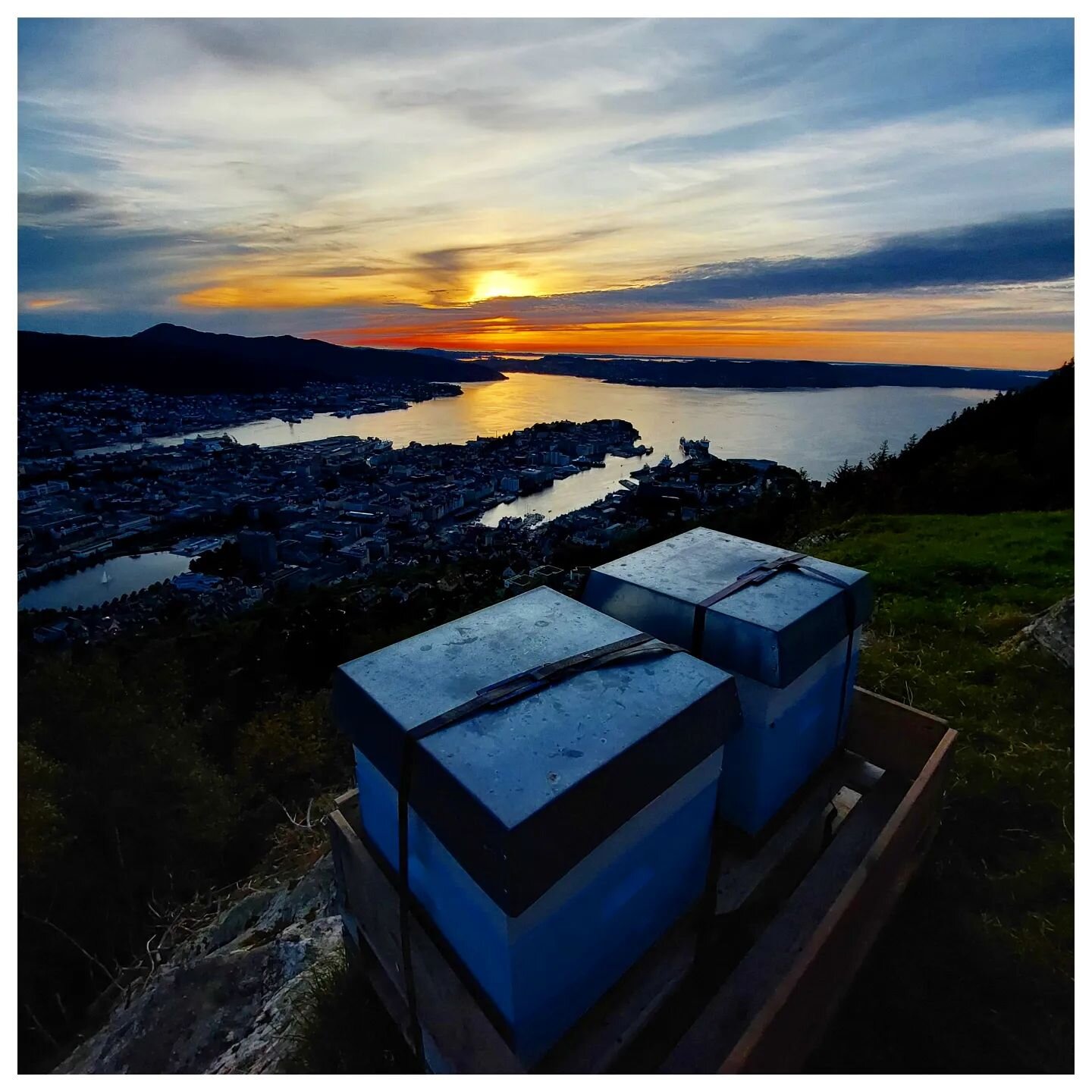 18&deg;C ☀️
Sunset in the @floibanen beeyard 312m above Bergen 🐝
The honey is harvested and the season is coming to an end.
.
.
.
#beekeeper #beekeeping&nbsp; #rooftopbeekeeping #backyardbeekeeping #urbanbeekeeping #beehive 
#honey #apiary #apicultu