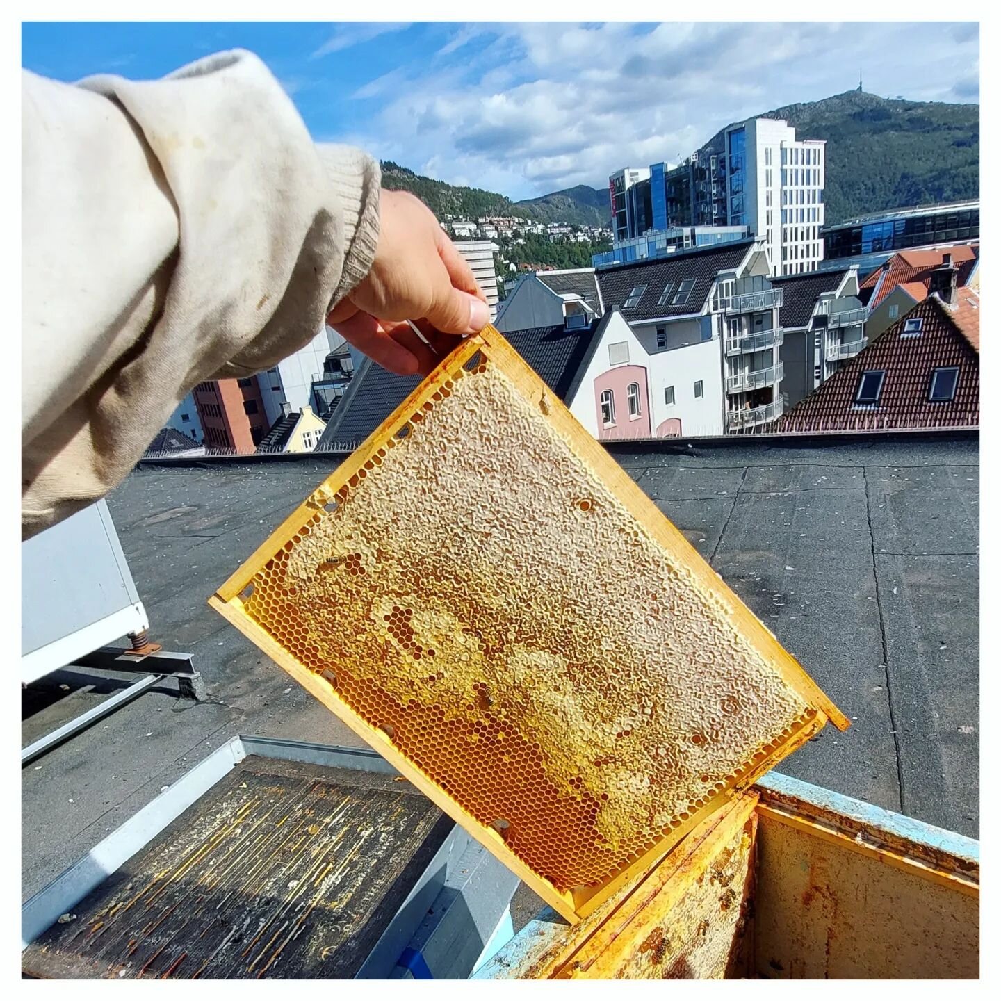 18&deg;C☀️
Time to harvest the @grieghallen honey in doentown Bergen. 🐝
.
.
.
#beekeeper #beekeeping&nbsp; #rooftopbeekeeping #backyardbeekeeping #urbanbeekeeping #beehive 
#honey #apiary #apiculture #abeilles #abejas #bee #honeybee #bees #bienen #i