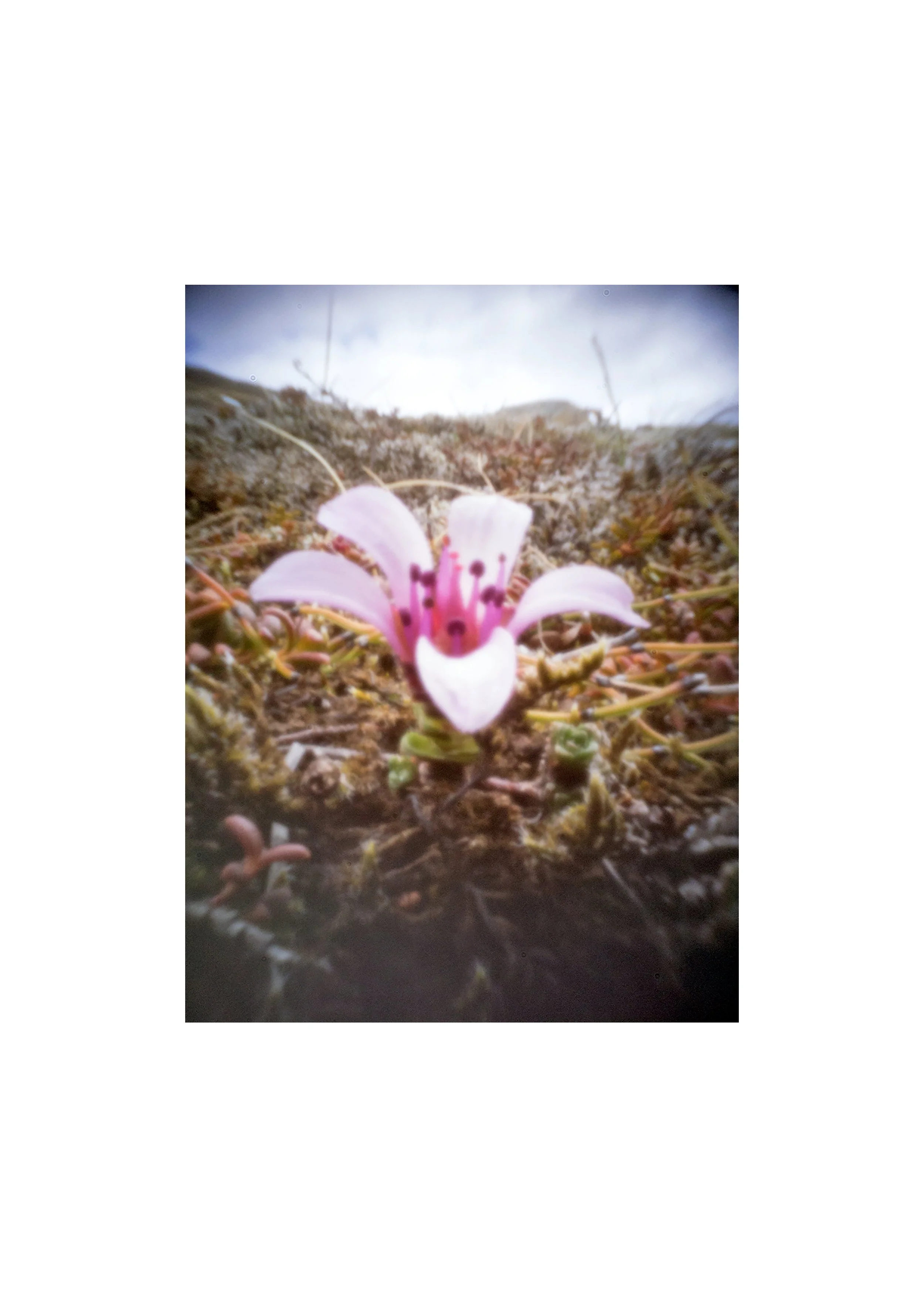 'Flóra Íslands' (2015) @ Benefit auction at Neuer Aachener Kunstverein, December 6 - 12, 2021