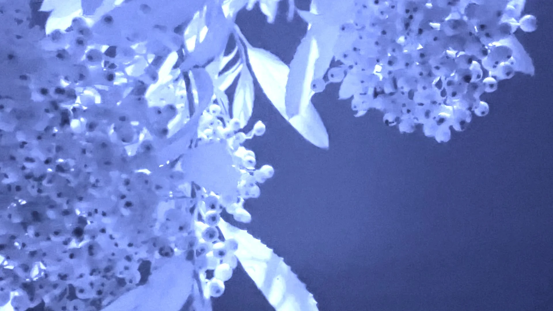 Sequence 05.00_02_11_08.Still092.jpg