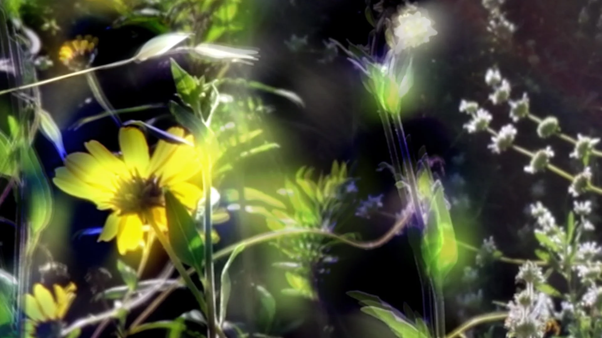 Upcoming: Photo edition ‘Vibrations’ in collaboration with Lapis Press, Los Angeles (US), supported by Alexander Tutsek Foundation, Munich (Germany)